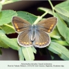 polyommatus thersites female ex ovo daghestan 2